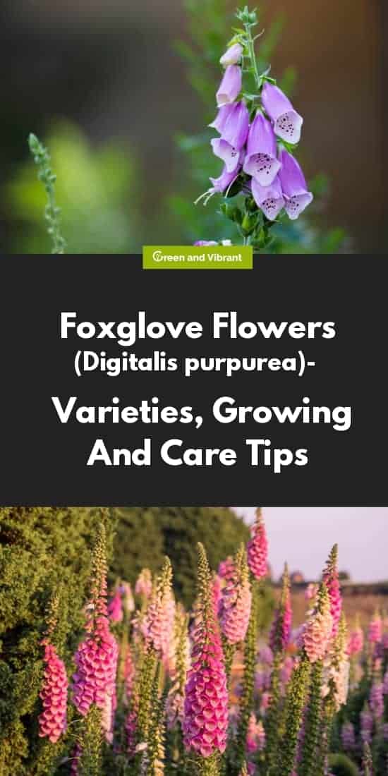 Foxglove Flowers (Digitalis purpurea) - Varieties, Growing And Care Tips